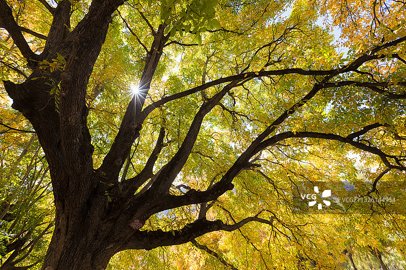 西藏林芝市朗县秋天的千年核桃树图片素材
