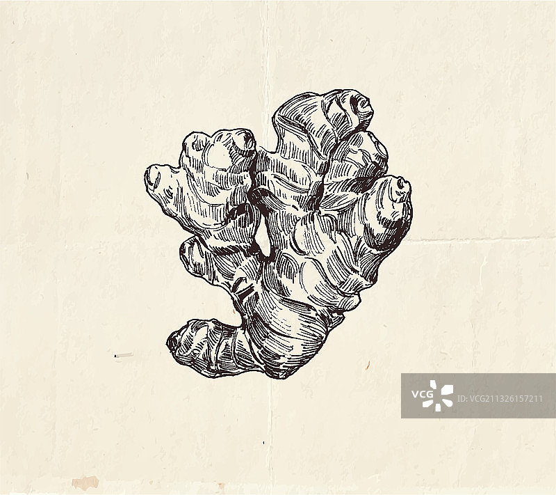 生姜根绘画图片素材