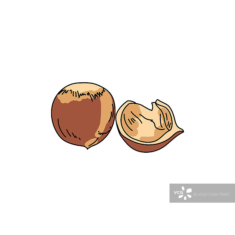 手绘榛子、棕色坚果与果皮图片素材