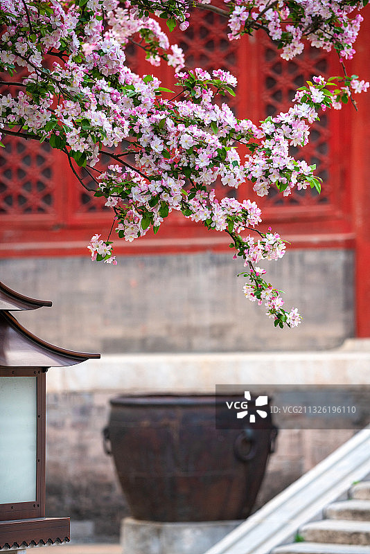 春天故宫文华殿的海棠花、宫灯和铁缸图片素材