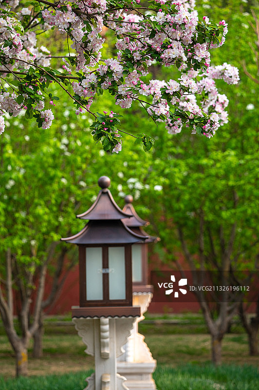 春天故宫海棠花和宫灯图片素材