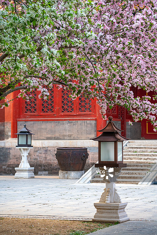 春天故宫文华殿的海棠花、宫灯和铁缸图片素材