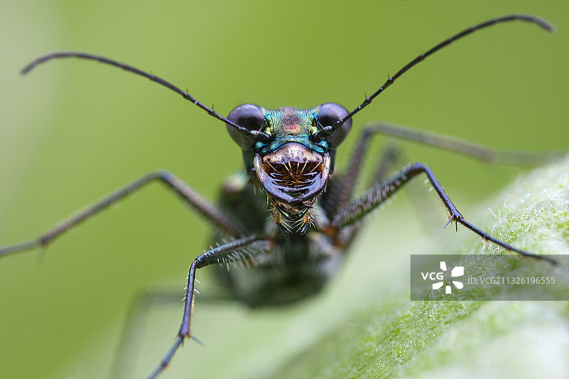 大笑（虎甲）图片素材