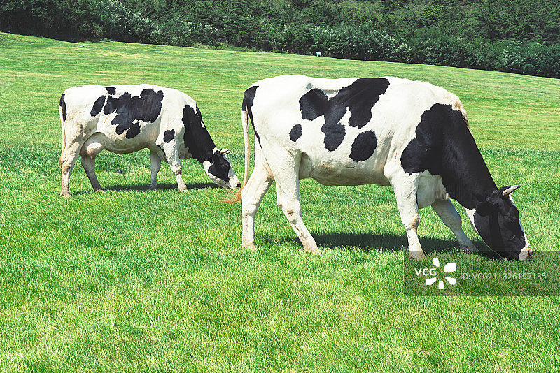 奶牛在草原上吃草图片素材