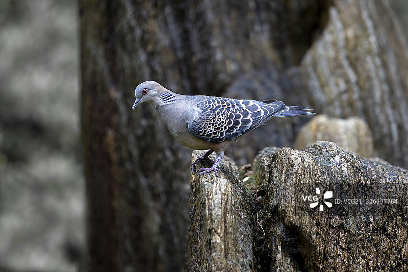山斑鸠图片素材