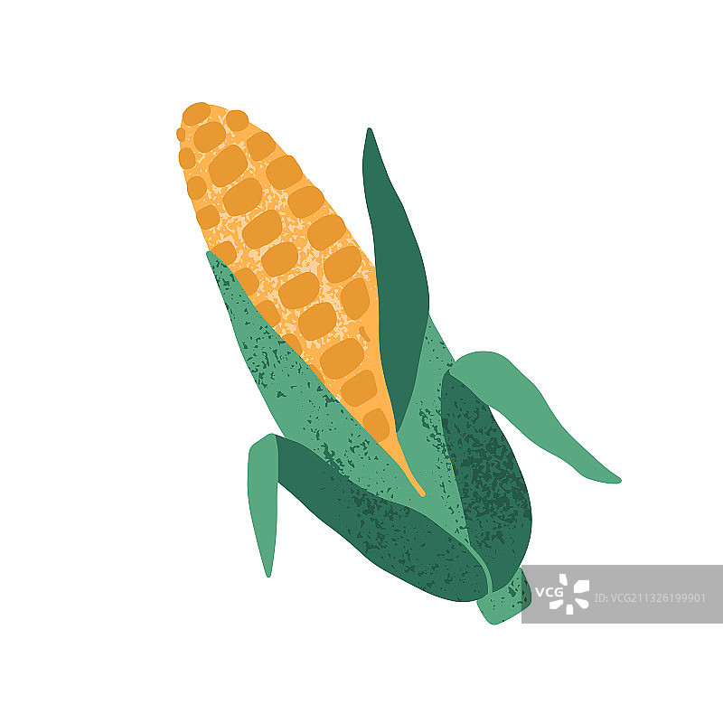 白色背景上带叶子的完整玉米棒图片素材