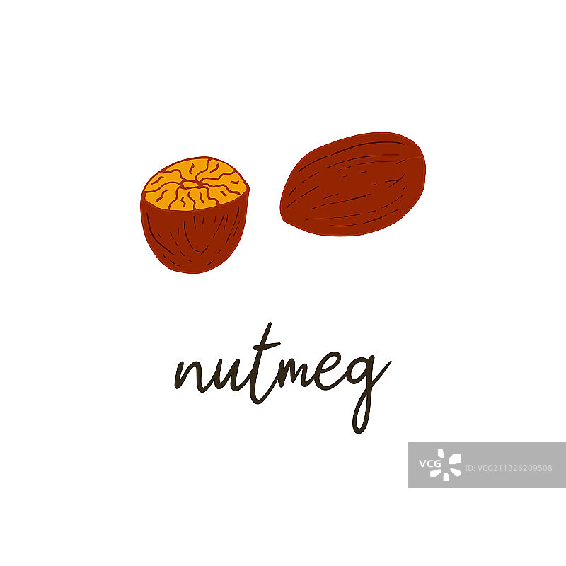 分离的手绘肉豆蔻图片素材