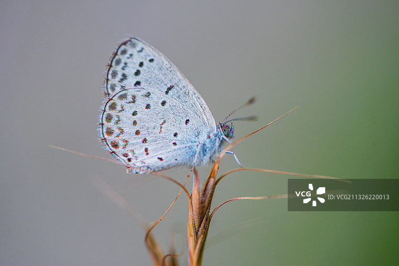 灰蝶图片素材