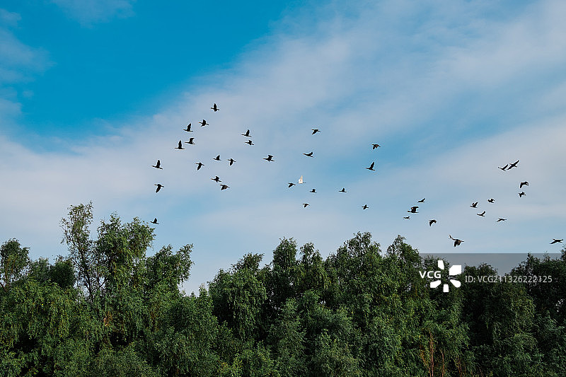 广州南沙湿地公园候鸟群飞图片素材