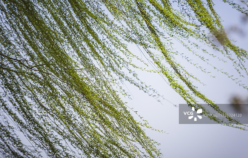 北京玉渊潭春柳图片素材