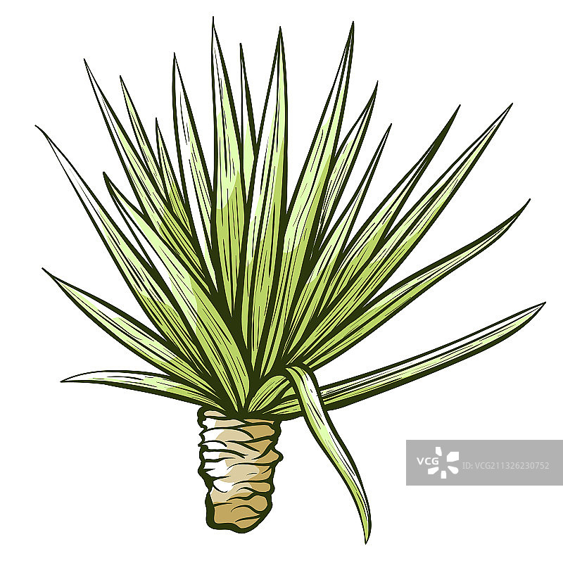 手绘墨西哥龙舌兰草图图片素材