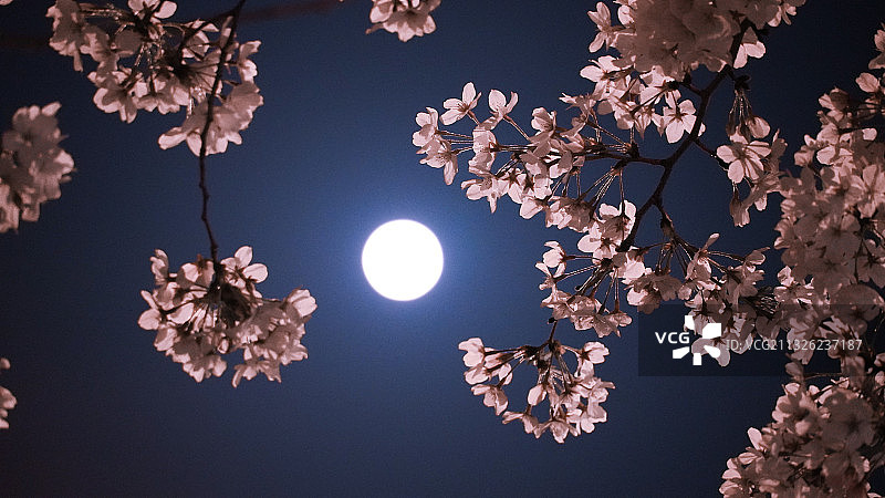 樱花/建筑/夜樱图片素材