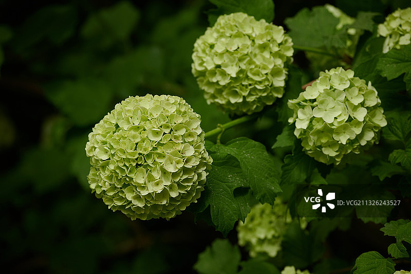 绣球荚蒾图片素材