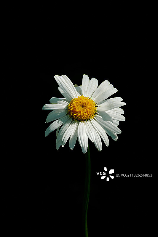 一朵花图片素材