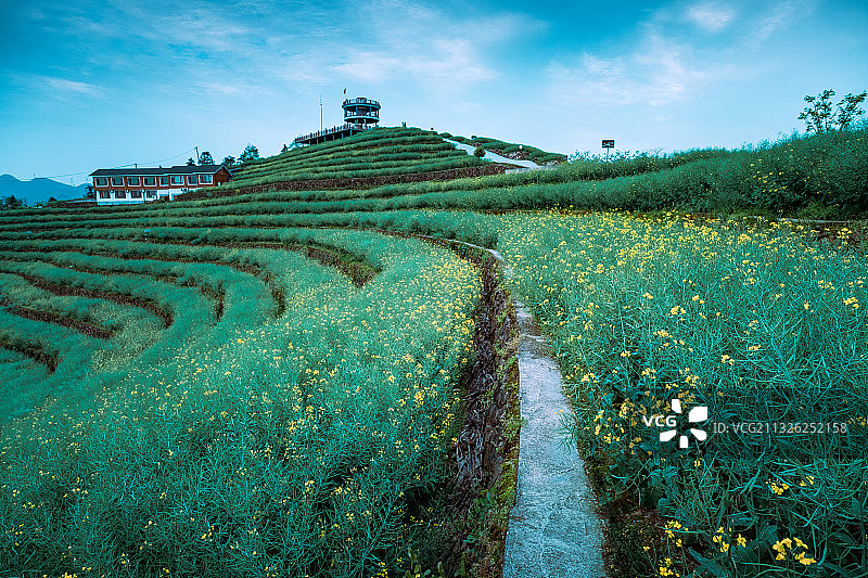 富阳新登镇黑山顶油菜花图片素材
