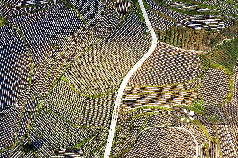 鸟瞰田原图片素材
