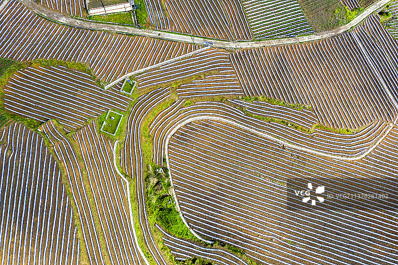 田垄线条美图片素材