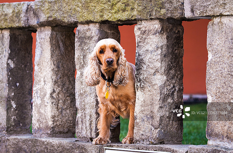 可爱的宠物狗图片素材