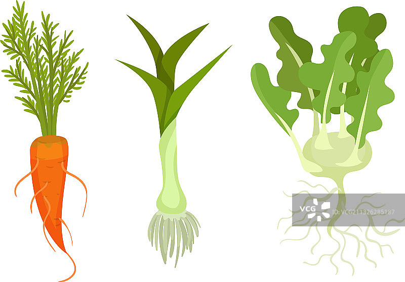 带根茎和叶子的新鲜蔬菜图片素材