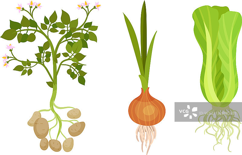 马铃薯和洋葱，新鲜蔬菜图片素材