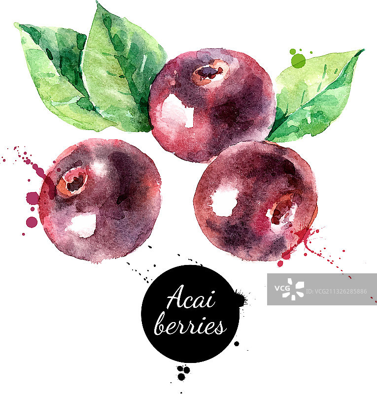 手绘水彩阿萨伊浆果写生素描图片素材