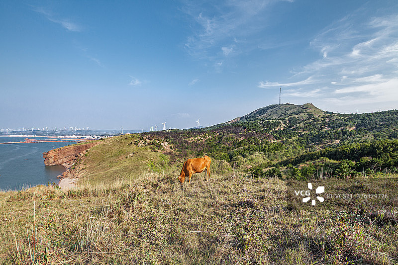 中国辽宁大连瓦房店大孤山海岸放牧图片素材