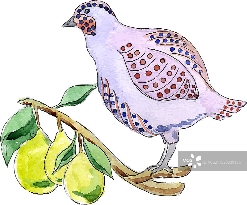 圣诞节第12天的梨树上的鹧鸪图片素材