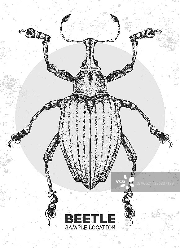 逼真手绘象鼻虫图片素材