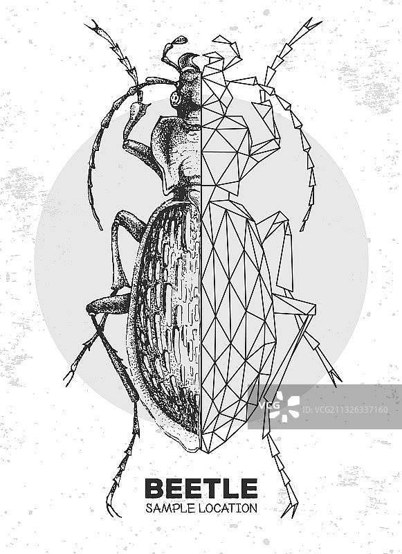手绘多边形步行甲虫图片素材
