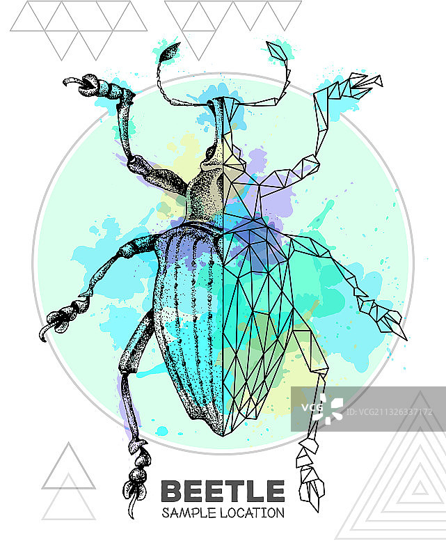 手绘多边形象甲图片素材