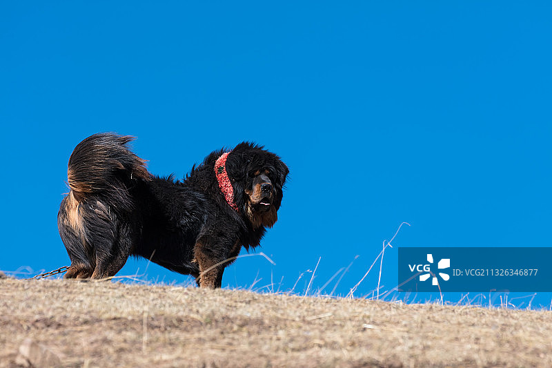 四川甘孜藏族自治州石渠县的藏獒图片素材