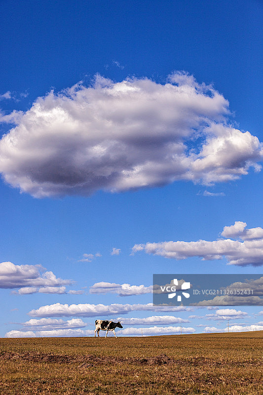 独行的牛——呼伦贝尔市牙克石图片素材