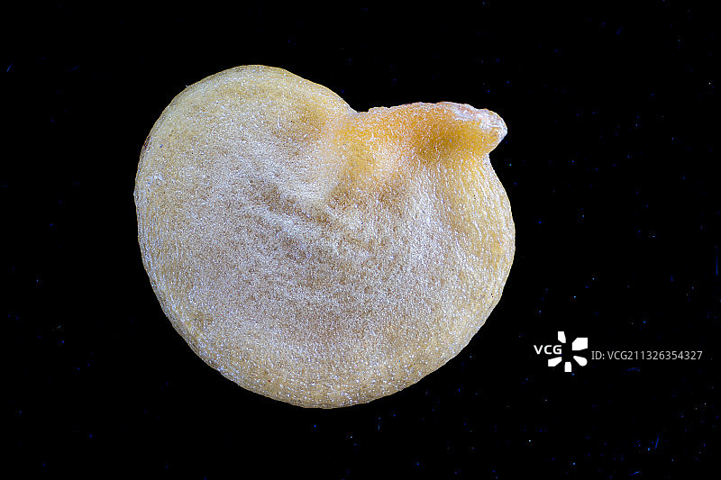 小辣椒种子图片素材