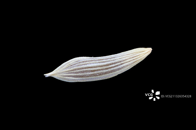 油麦菜种子图片素材