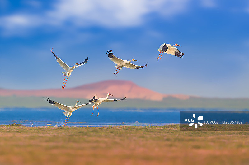 白鹤群飞图片素材