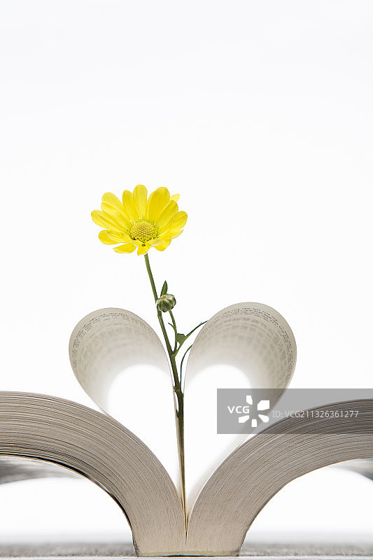 花与书图片素材