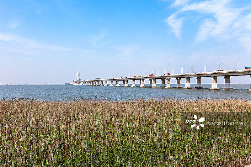 长兴岛长江畔芦苇荡湿地眺望壮观的上海长江大桥图片素材