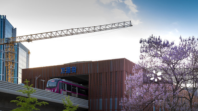 泡桐树花开图片素材