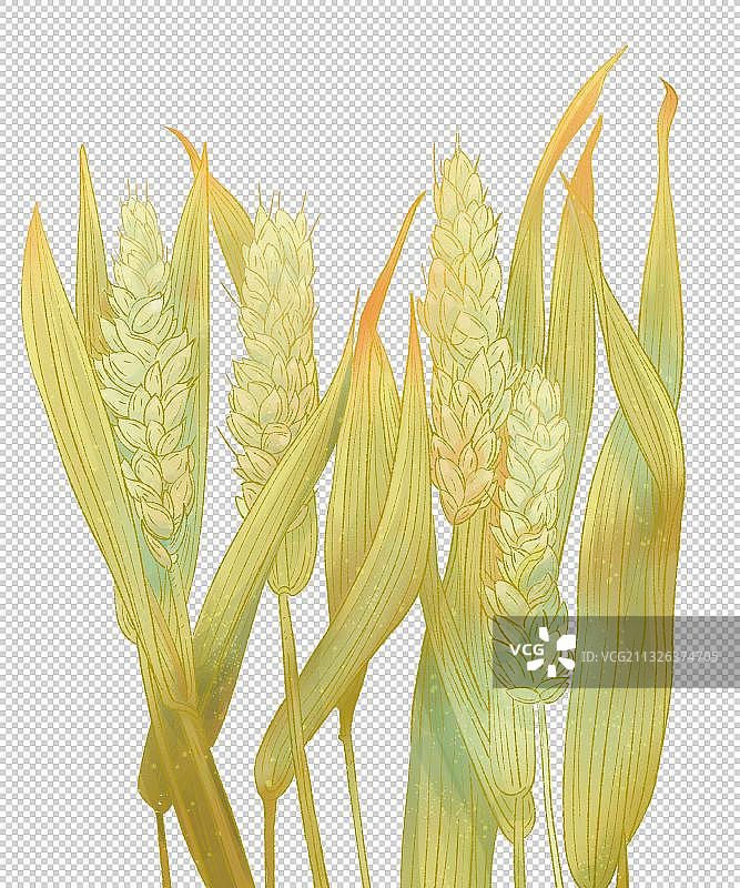 小麦穗插画元素图片素材