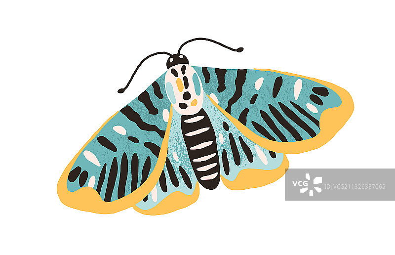 带有彩色翅膀的精美蝴蝶图片素材