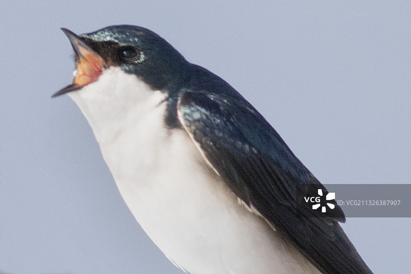 鸣叫的树燕特写图片素材