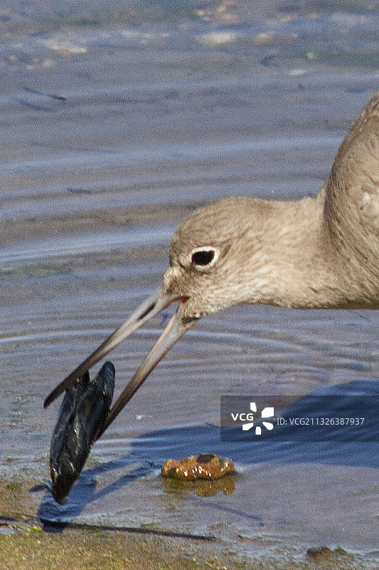 威列特鸟吃贻贝特写图片素材