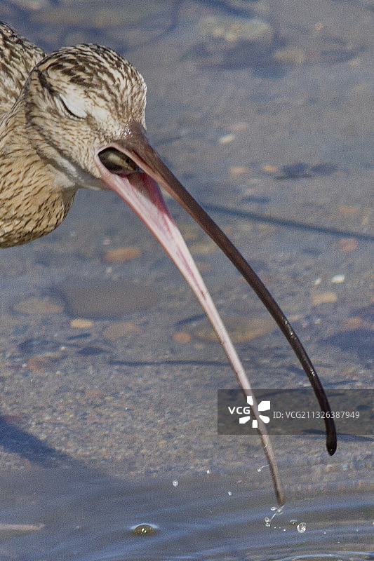 近距离拍摄吞食蛤蜊的长嘴丘鹬图片素材