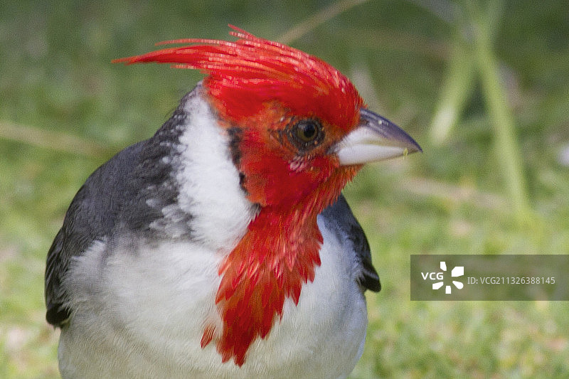红冠红雀特写图片素材