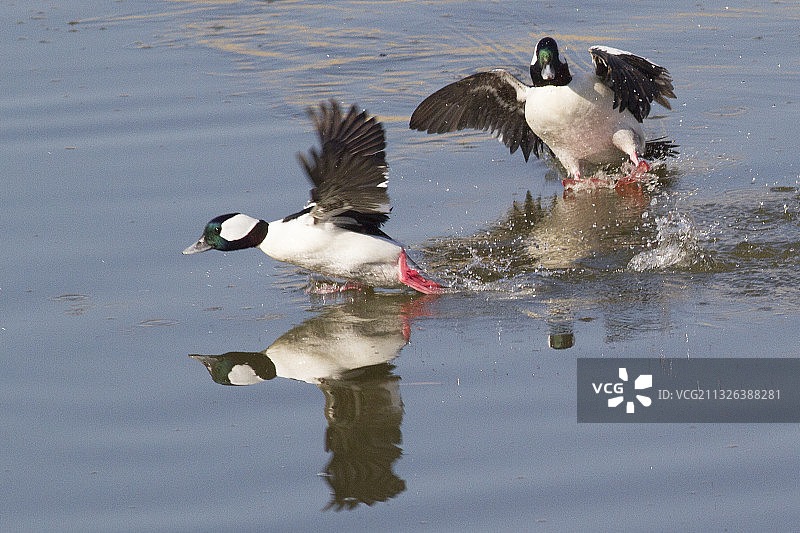 角头绒鸭雄鸟追逐另一只图片素材
