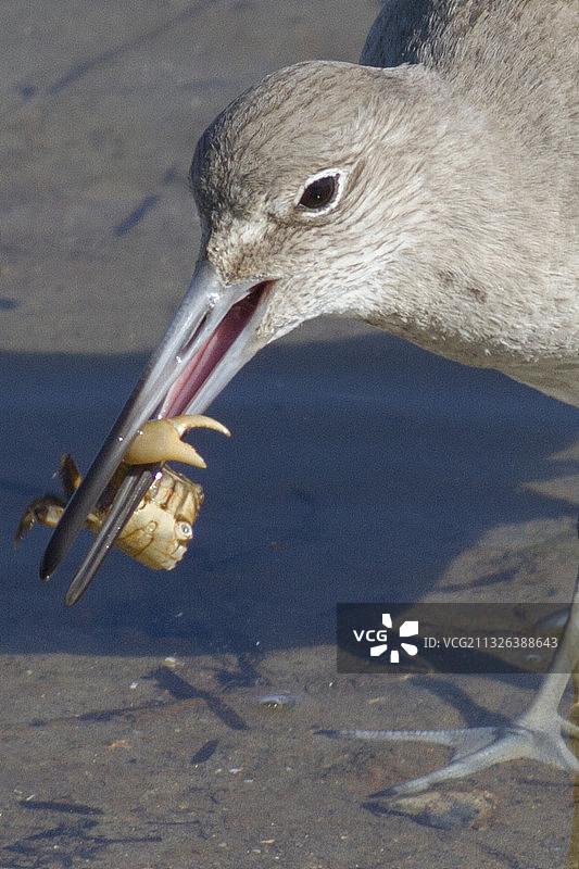 矶鹬吃螃蟹特写图片素材