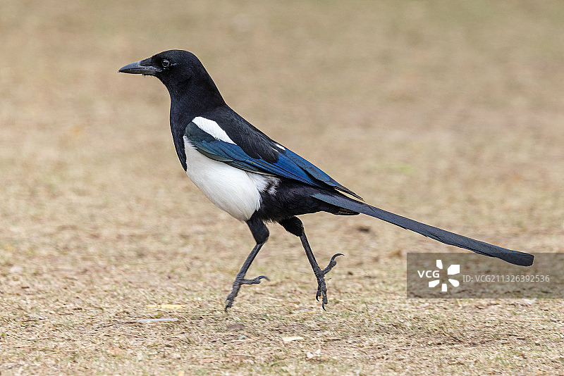 喜鹊 Black-billed Magpie图片素材