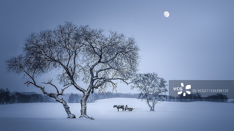 雪夜、枯树、孤旅图片素材