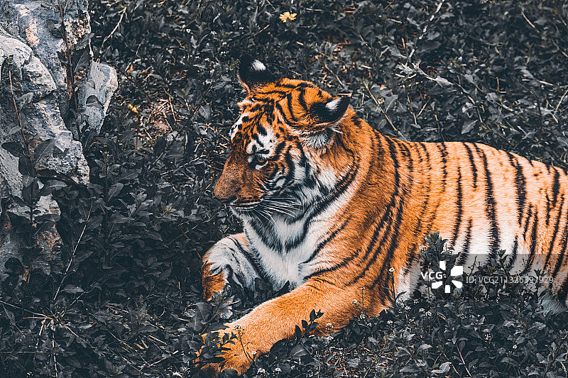 华南虎图片素材