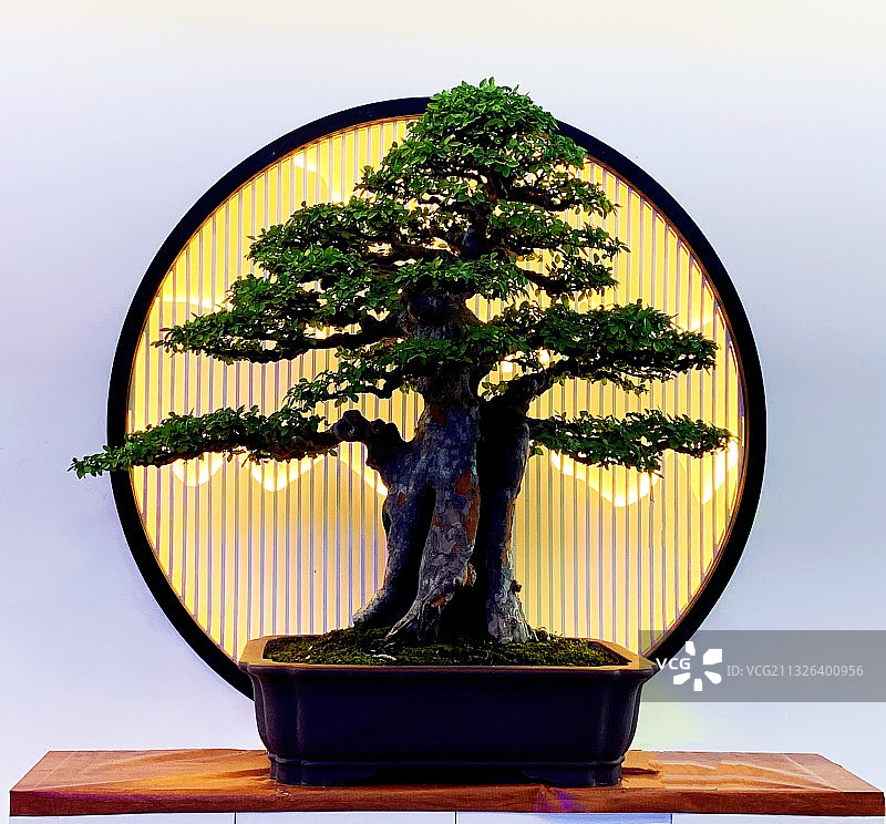 静物盆景图片素材